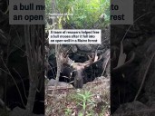A team of rescuers helped free a bull moose after it fell into an open well in a Maine forest