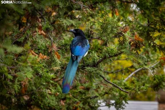 El otoño se asienta en Soria: notable bajada de termómetros y chubascos para este lunes