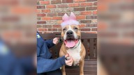 New Jersey's Beloved Pittie Who Captivated Hearts Online Is Still Seeking A Family After 400 Days