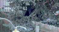 Black bear in backyard near Barnes Road caught by CPW