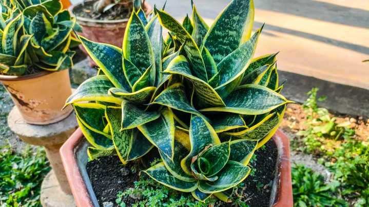 What To Do If Your Snake Plant Has Mushy Leaves