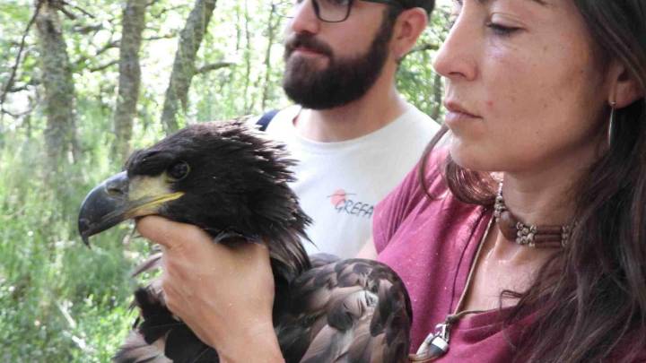 Hito histórico: Nace un pigargo europeo en León tras la extinción de esta especie en España