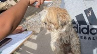 Hallaron en Juárez a perrito Shih Tzu robado en El Paso