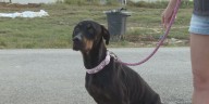 Family reunites with dog 4 months after devastating tornado