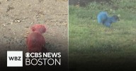 Squirrels painted red and blue in East Hartford, Connecticut