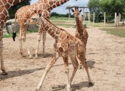 Tanganyika Wildlife Park celebrates giraffe 'baby boom'