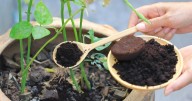 No tires el resto del café: con este truco mejora la fertilidad del suelo del jardín
