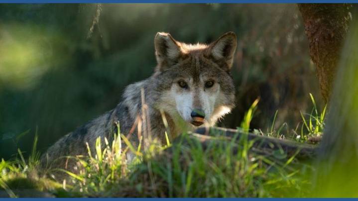 Wolves return to Seattle's Woodland Park Zoo