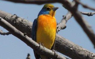 ¿Cómo están nuestras aves?: una guía para científicos y monitores comunitarios que buscan proteger la biodiversidad