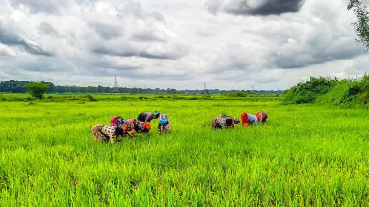 Kisan Sarathi 2.0 Provides Timely, Need-Based Agricultural Advisories Across Crops