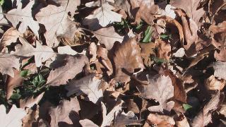Moorhead Public Library offers tips for preparing yards and gardens for winter season