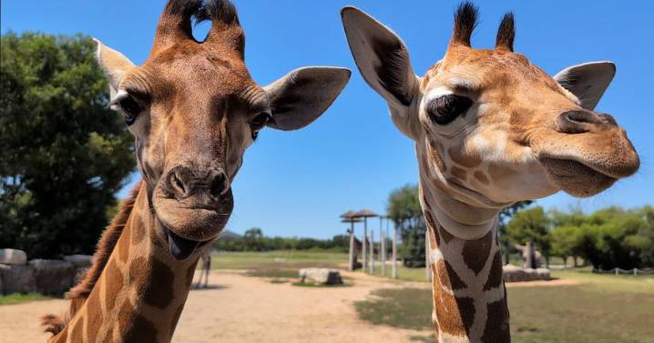 Tanganyika Wildlife Park welcomes 4 baby giraffes