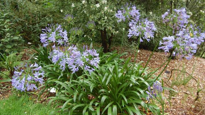 La planta ideal para sembrar en esta época y disfrutar de flores espectaculares en verano