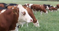 Simple Fresh Cow Records Can Improve Herd Health