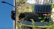 ¡Ya en libertad! Osezno rescatado en Cananea ya se encuentra en su hábitat natural, confirman autoridades
