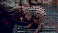 White-Bellied Pangolin Has One Of The Largest Genomes Of Any Mammal, With 114 Chromosomes