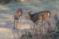 Archery deer season on the horizon for Pennsylvania, what do hunters need to know?