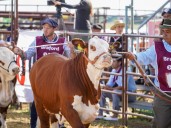 Se viene la Nacional Primavera Braford en Chaco