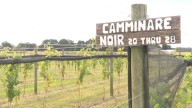 Virginia vineyards battle Pierce’s Disease amid new climate threats
