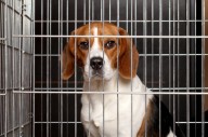 Eight NJ pet shops busted in puppy protection sweep