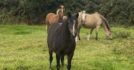 Pony rescued after ‘freak’ fall into ditch