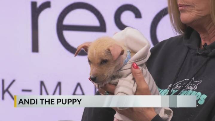 FURRY FRIDAY: Meet Andi the puppy