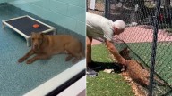 Florida Shelter Pup Waits Three Years In Fear Until He Locks Eyes With The Person Who Sees Him