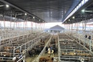 Vacunos. Precios con altibajos en el  comienzo de la semana en el Mercado Agroganadero de Cañuelas