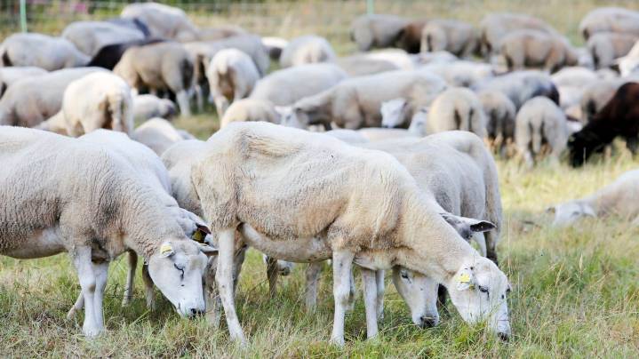 El Pacto de Estado frente a la Emergencia Climática se compromete a fomentar la ganadería extensiva y la agricultura regenerativa