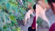 Imputan a un adulto mayor por maltrato animal en Navojoa