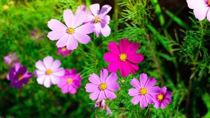 Se acerca la Primavera: la planta con las flores más coloridas que vas a querer tener en tu cantero o en el jardín