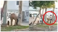 Chofer de combi es captado golpeando a un taxista con discapacidad, en Cancún; fue inhabilitado de por vida