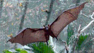 What Is Salt Gully Virus? Bat Urine Reveals A Never