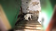 Missouri Man Shocked To Find A Furry Surprise Locked In The Basement Of His New Home