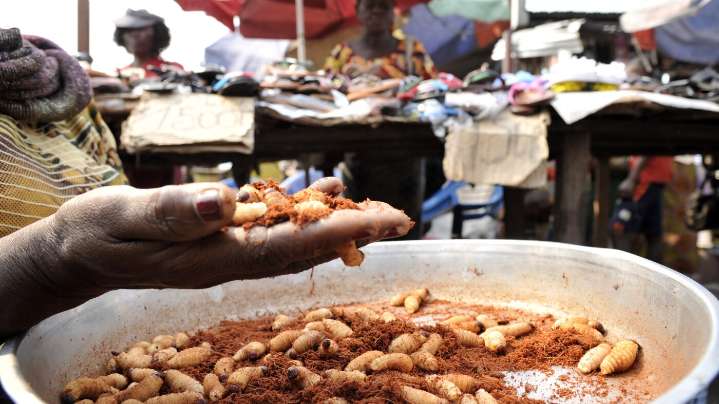Maggots and caterpillars: Congo’s protein