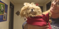 Over 100 dogs rescued from Plymouth County property, filling two animal shelters to max capacity