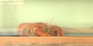 Rare orange lobster saved from supermarket