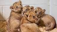 Denver Zoo Conservation Alliance's cubs approach one