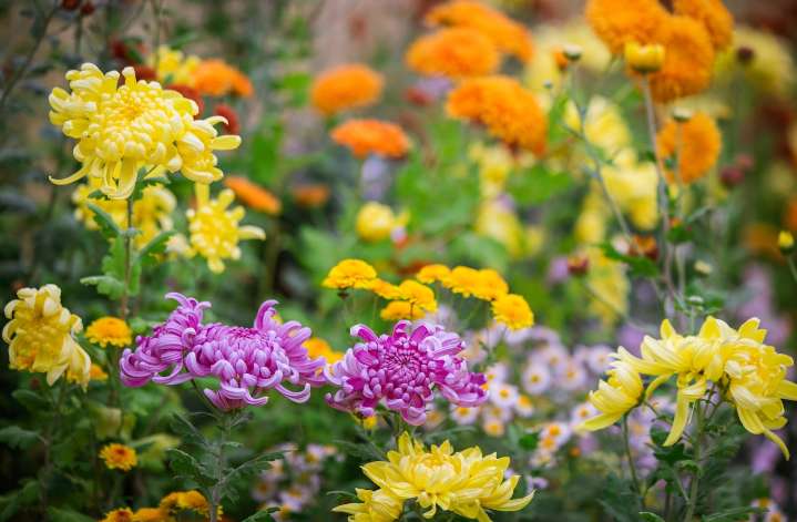 Fall flowers 2025: Chrysanthemums signal seasonal change as autumn nears