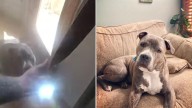 Family pet dog refuses to be rescued from US house fire without leash