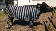 Murciélagos ebrios, bebés que aman el ajo y vacas pintadas: los Ig Nobel 2025 premiaron los hallazgos científicos más insólitos