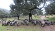 Batalla en el sector del jamón ibérico: Jabugo rechaza el cambio de reglas en Guijuelo