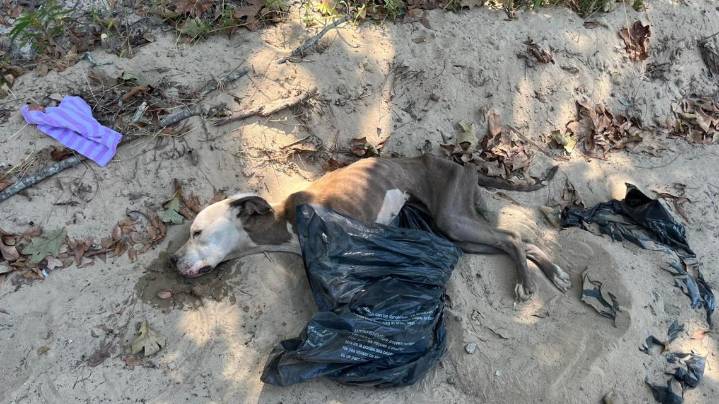 'Discarded like garbage': Puppy found in trash bag dies, SPCA seeks justice
