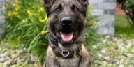 K9 Viper helps capture suspect after crash leads to drug bust in Willington