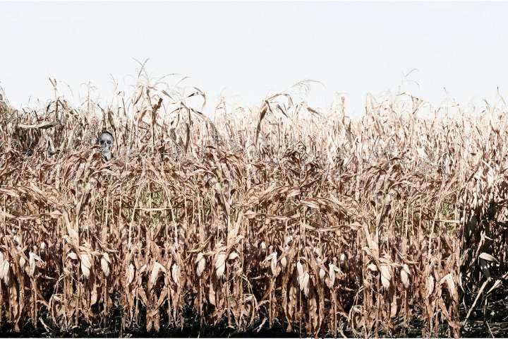 Step Into Fear: The Haunted Corn Maze That Redefines Halloween
