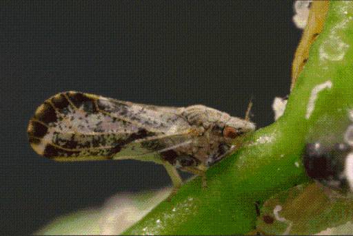 State Declares New Citrus Quarantine in Northern San Diego County