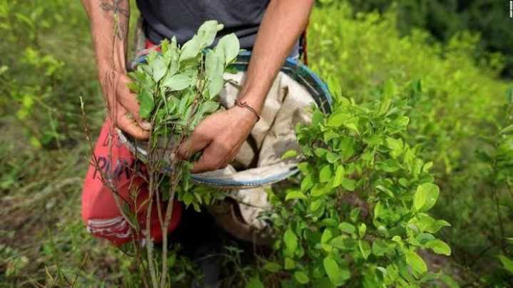 El Presidente de Colombia, Gustavo Petro, ejecutará un plan para “resignificar ” la hoja de coca. 