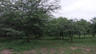 Jornada sobre manejo sostenible del algarrobo en la Granja Educativa UNCAUS