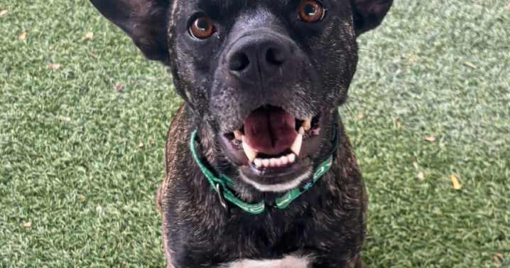 Pet of the Week: Meet Raeya!