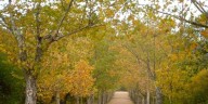 Cómo es el plátano, el árbol que invade las calles de Buenos Aires y dispara alergias en primavera